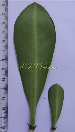  Leaves (Abaxial view)